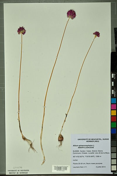 File:Neuchâtel Herbarium - Allium sphaerocephalon - NEU000100621.jpg