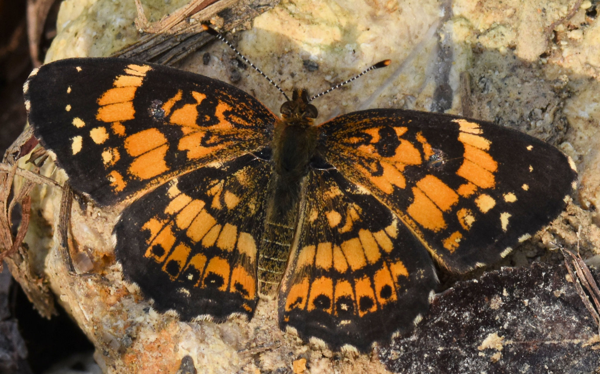 Identification Question – Nature Along the El Camino Real