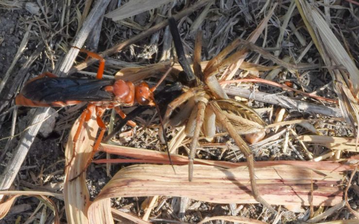 A wasp attacking a spider