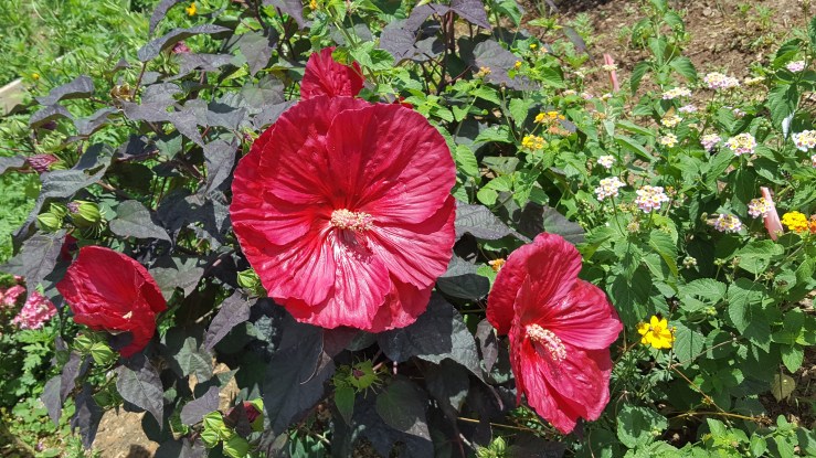 hibiscus flower