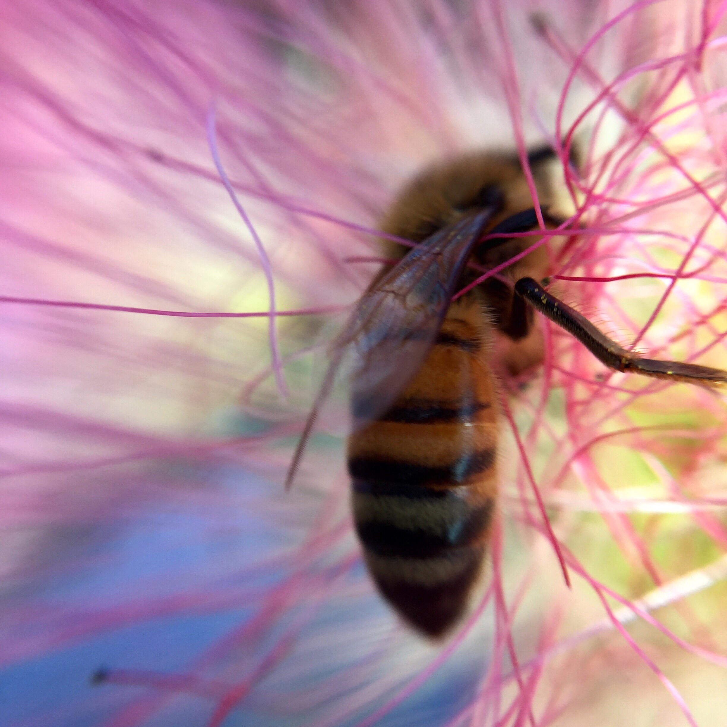 Honey Bee- Bees