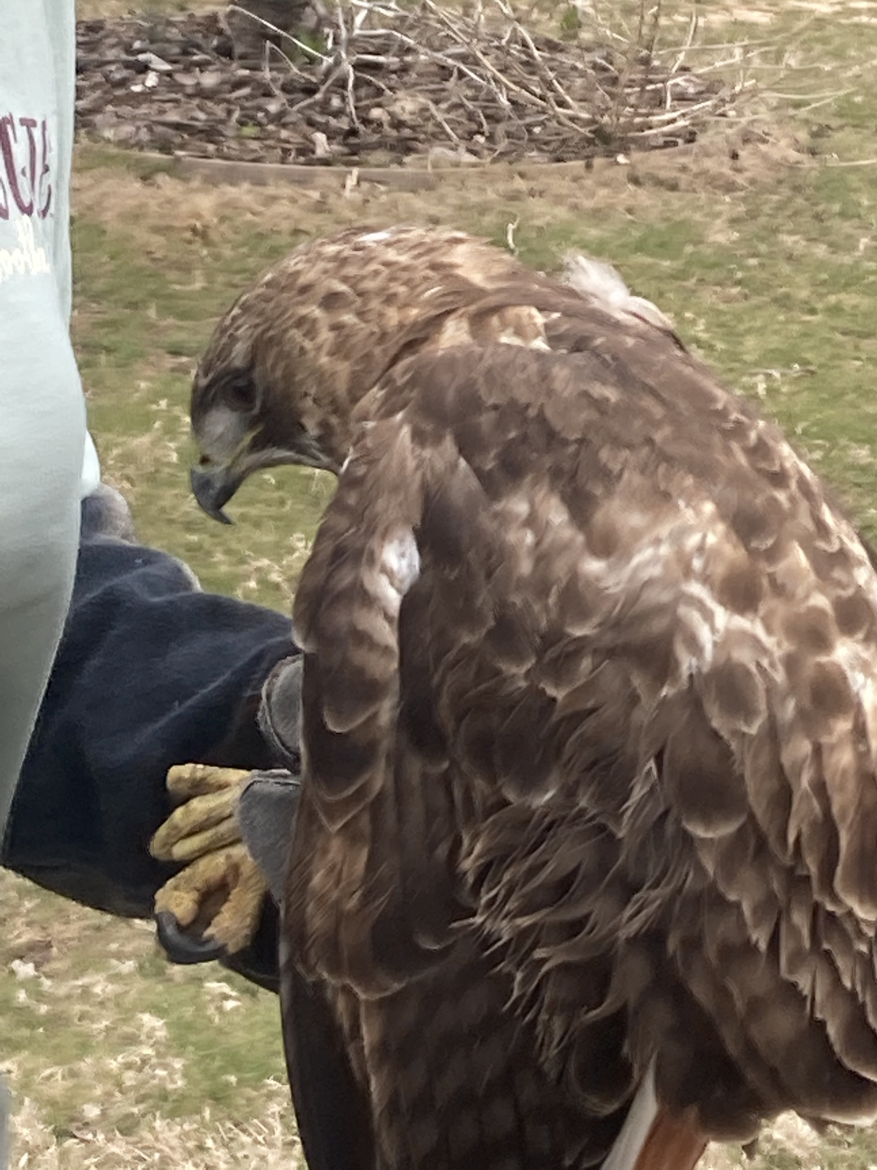 Hawk Blog Wildlife Rescue – The Red-Tailed Hawk – Nature Along the El Camino Real