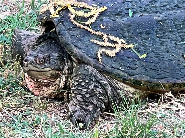 snapping turtle