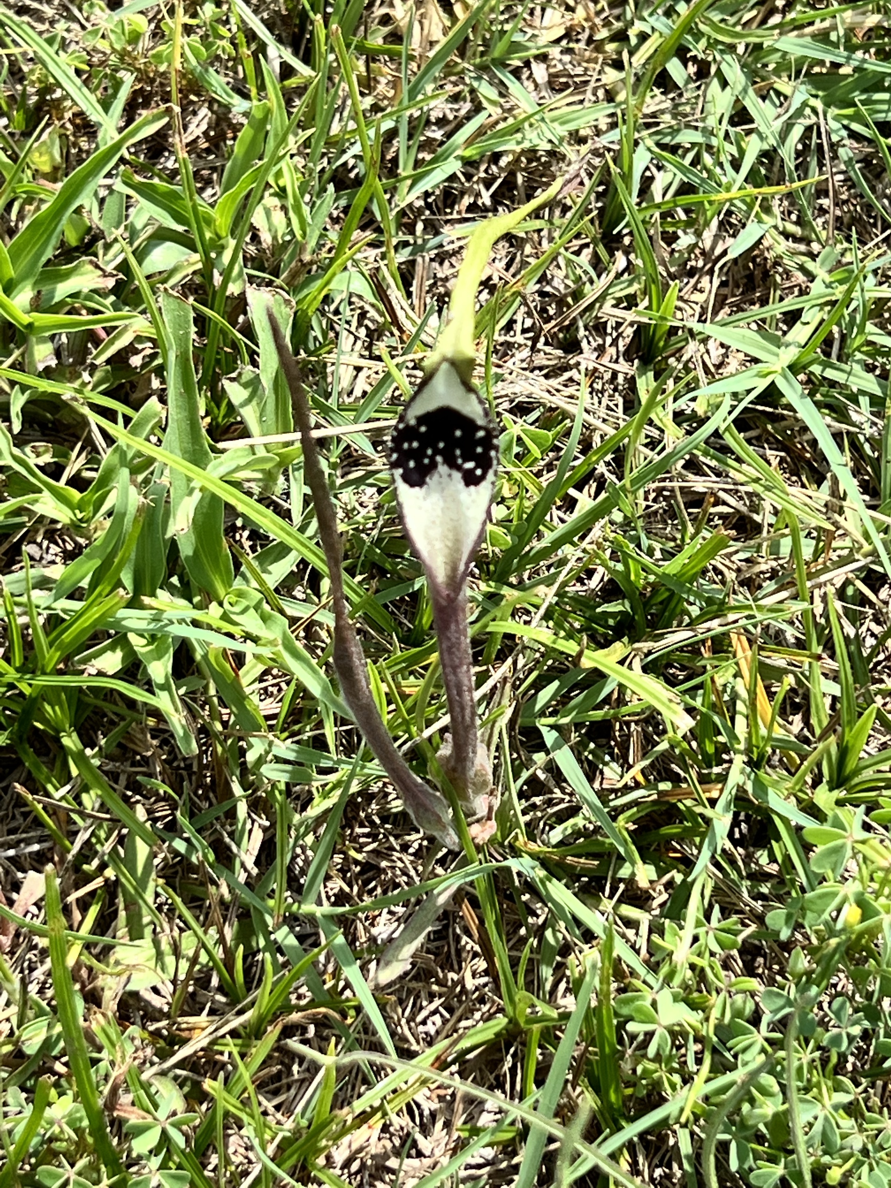 It Pays to Look Down or: I Found a Swan Flower – Nature Along the El ...