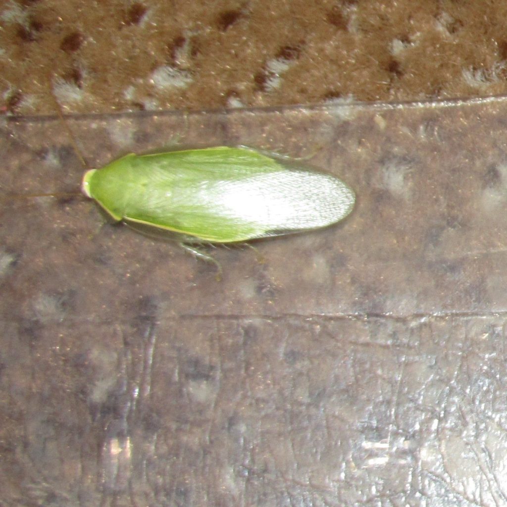 What’s a Banana Cockroach? – Nature Along the El Camino Real