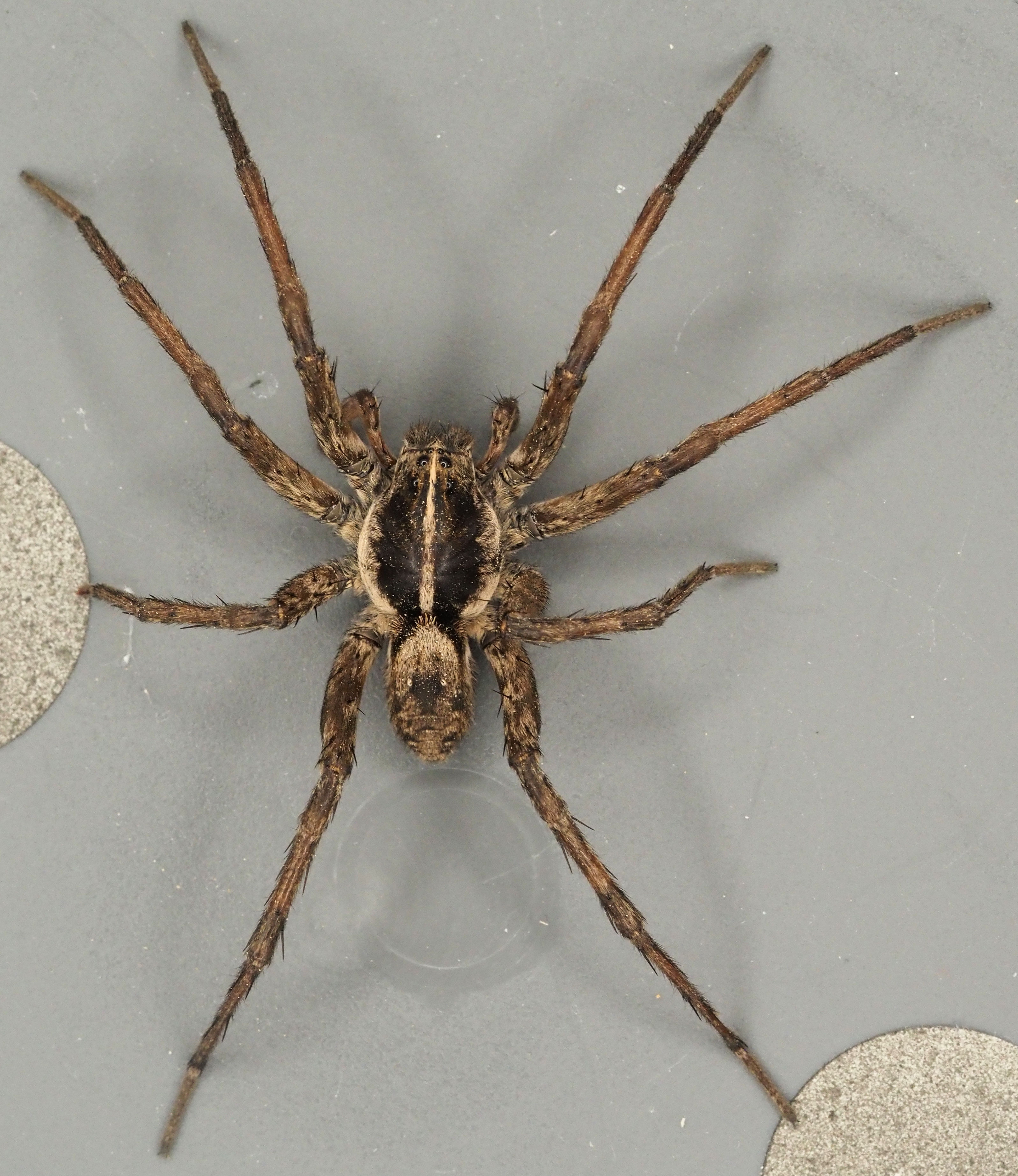 Spider Hunting on Alligator Creek – Nature Along the El Camino Real