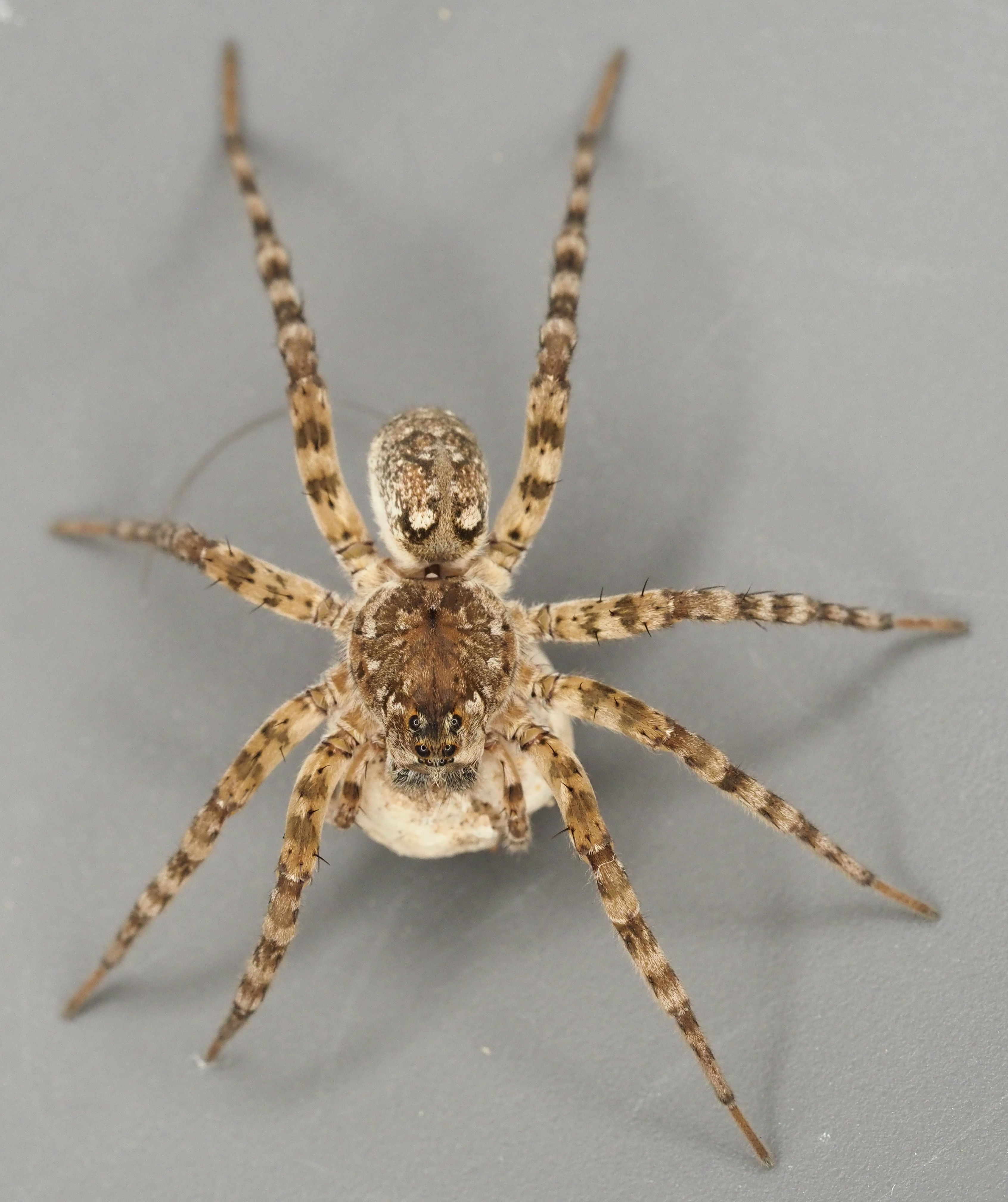 Real Simple Spiders An Unusual Spider Story – Nature Along the El Camino Real