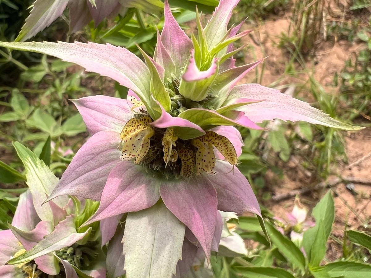 Learning about Nature Observation&nbsp;Apps