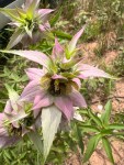 Spotted Horsemint