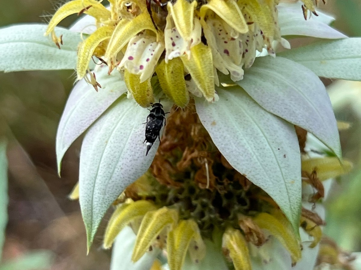 Get Your Birding Resources at Wild&nbsp;Wings