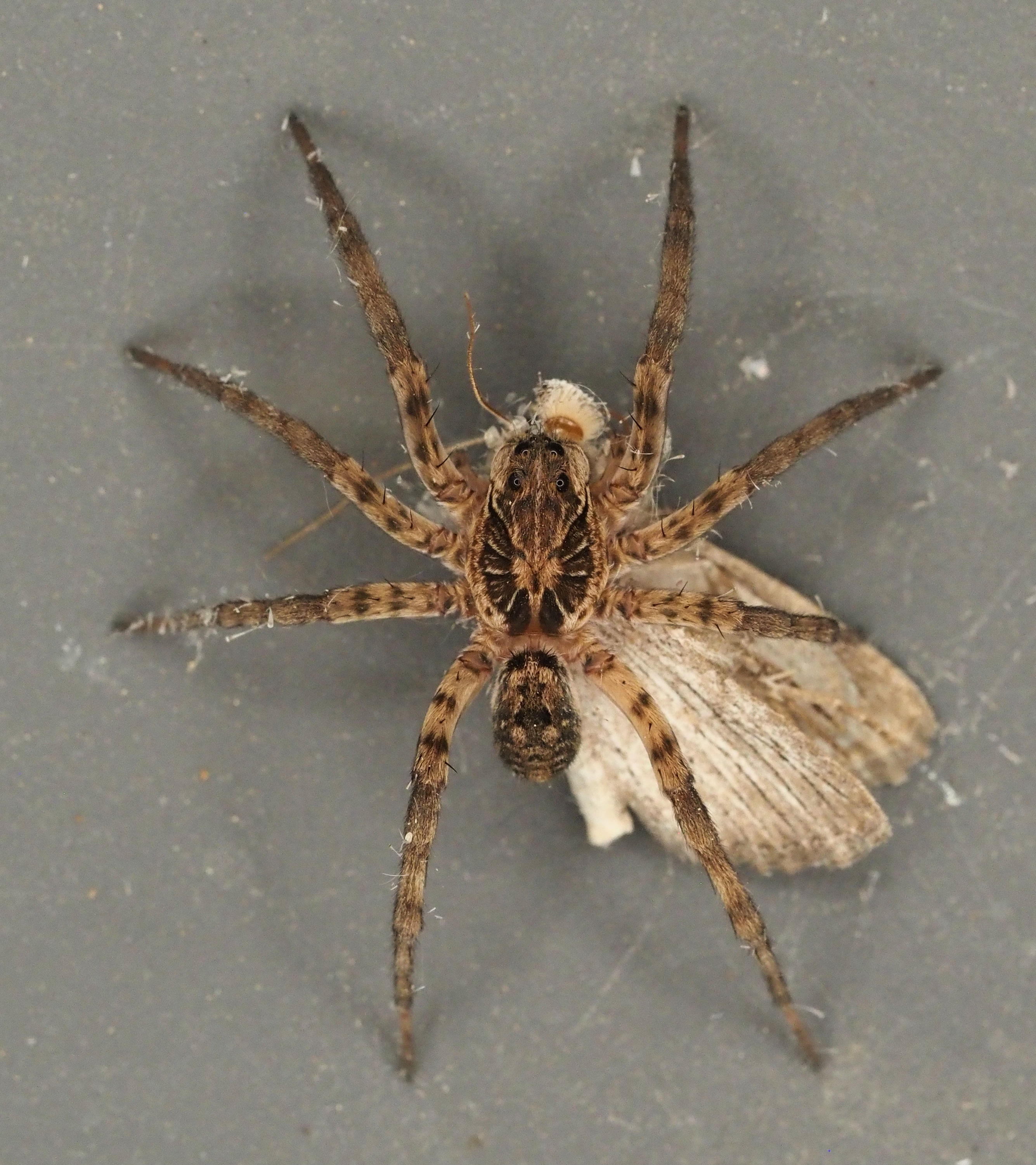 New and Unusual Wolf Spider Observations - Nature Along the El Camino Real