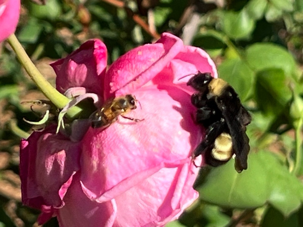 Planting Native Grasses at the&nbsp;Wildscape