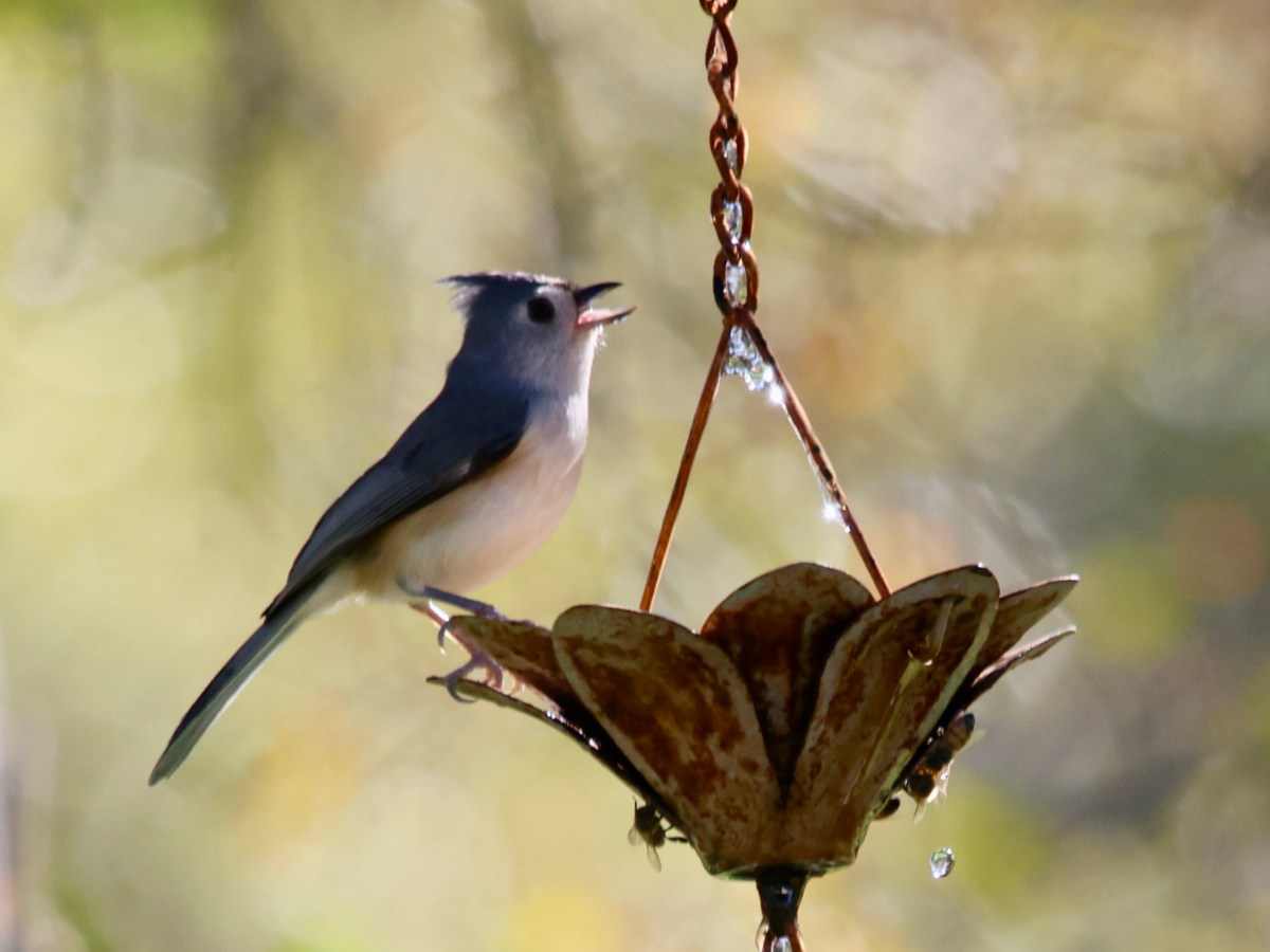Lots of Bird Action at Wild&nbsp;Wings
