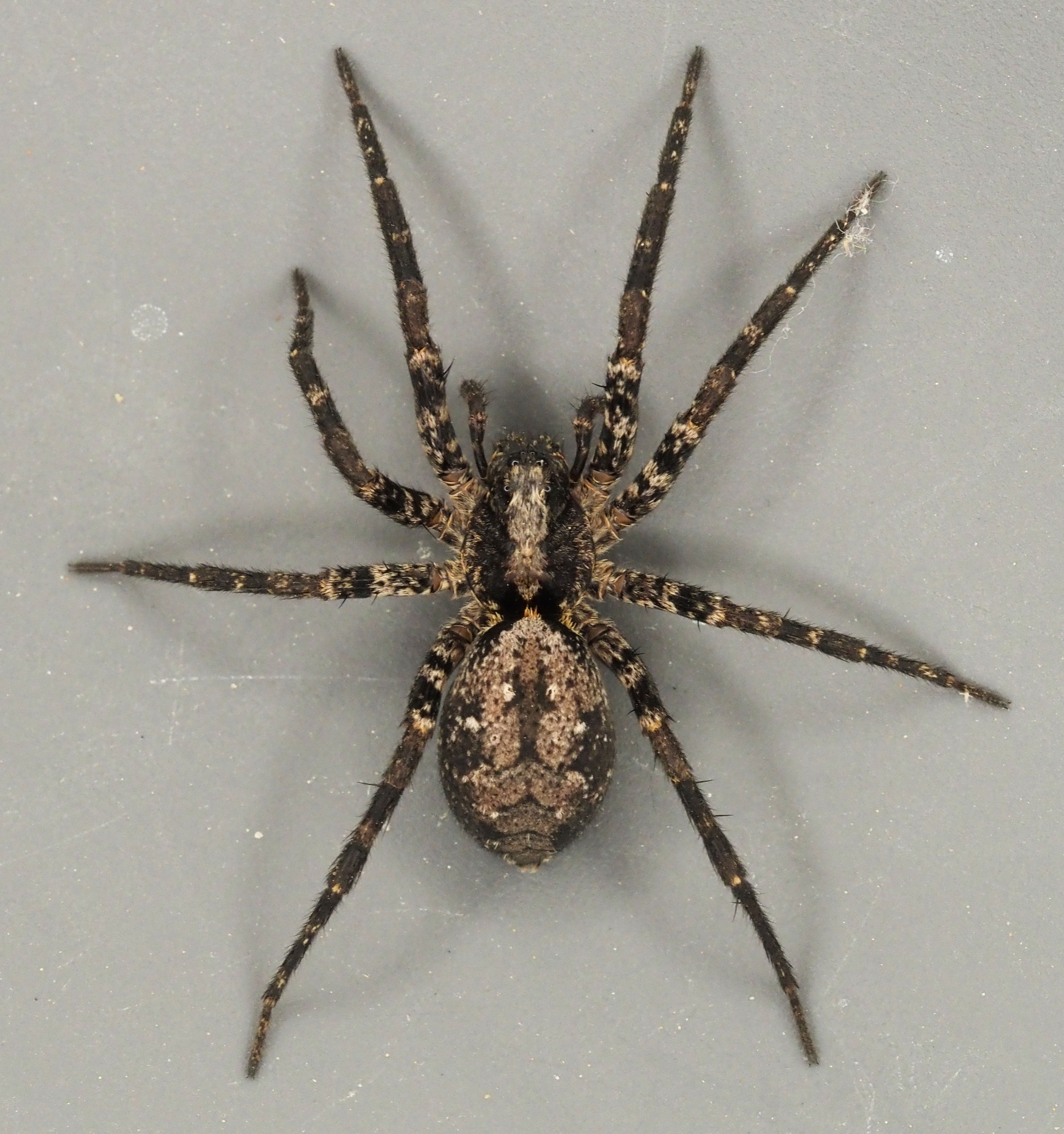 【HIMEJA様用】SPIDERS / Flash Point gladicosa-pulchra-adult-